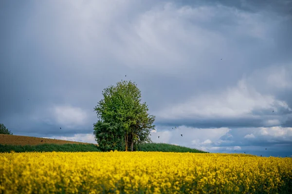 Uma Única Árvore Campo Colza Amarelo Sob Céu Nublado — Fotografia de Stock
