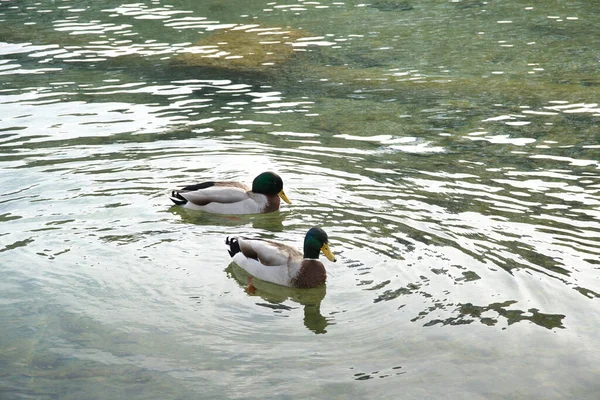 Die Entzückenden Hausenten Schwimmen Teich — Stockfoto