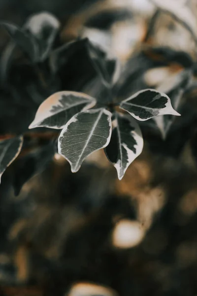 Closeup Green Leaves Park — Foto de Stock