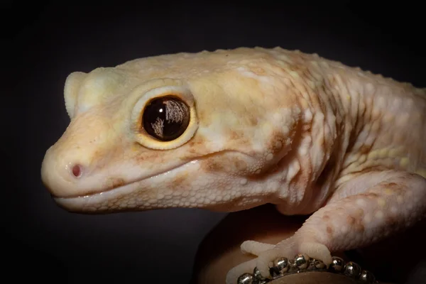 Closeup Shot Baby Leopard Gecko — Stock Photo, Image