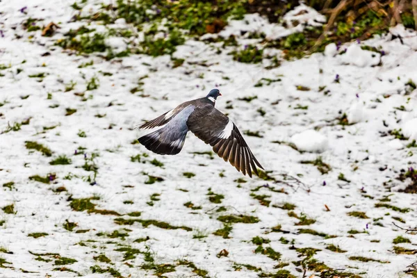 Rocher Volant Plongé Sur Champ Enneigé Pendant Hiver — Photo