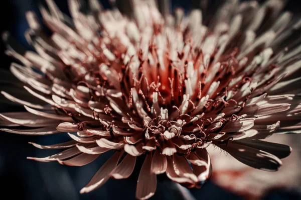Macro Focus Shot Chrysanthemum Flower Bright Sunlight Blurred Background — Stock Photo, Image