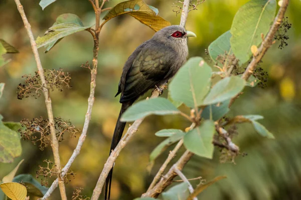 Scenic View Green Billed Malkoha Perched Wooden Tree Branch Blurred — Stock Photo, Image