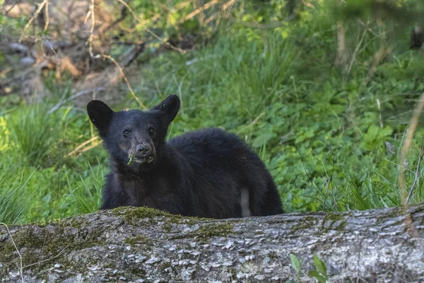 Черный Медвежонок Ходит Траве Парке — стоковое фото