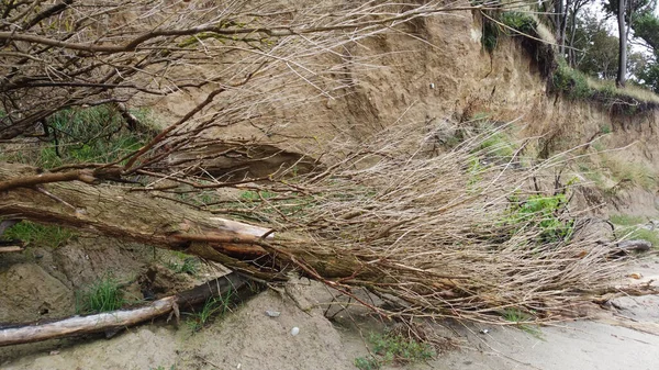 Tiro Uma Árvore Caída Com Galhos Nus Praia Areia Contra — Fotografia de Stock