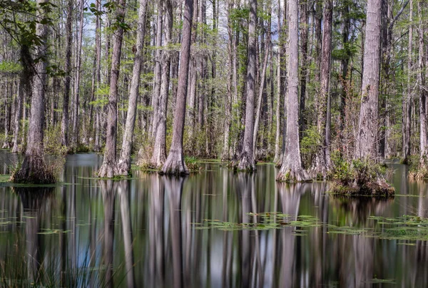 Uma Bela Vista Das Árvores Lago Musgoso Uma Floresta — Fotografia de Stock