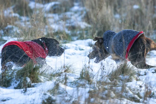 Прекрасный Снимок Собак Играющих Сухой Траве — стоковое фото
