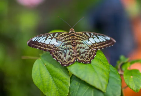 Thailändsk Fjäril Thailands Natur — Stockfoto