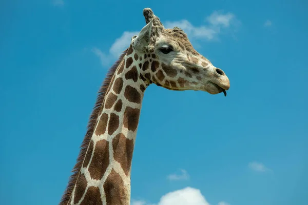 A closeup portrait of a cute giraffe on the blue sky background