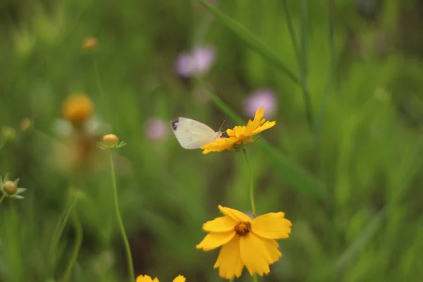 Közelkép Egy Pillangó Telepedett Csiklandozó Virág Homályos Háttér — Stock Fotó