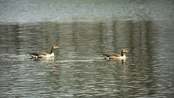 两只可爱的鸭子在德国爱潘河里游泳 — 图库照片
