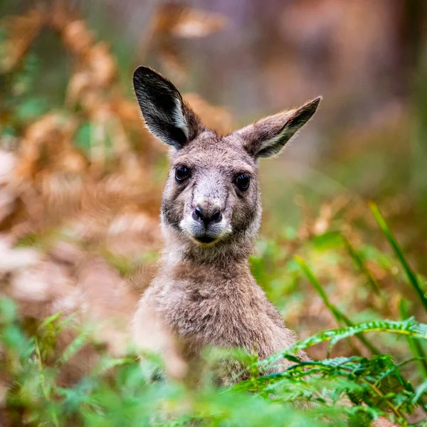 Shot Cute Kangaroo Looking Back Plants Blurred Background — Stock Photo, Image