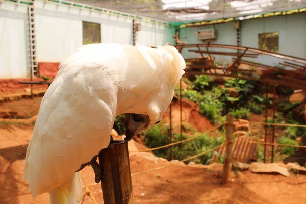 A closeup shot of a big rose parrot