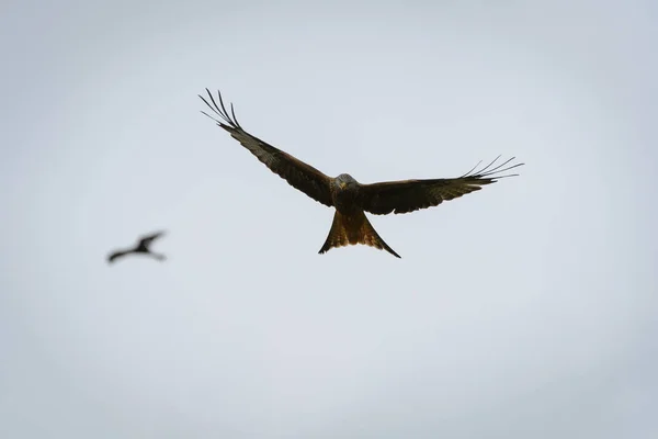 Malebný Pohled Červeného Draka Letícího Zamračené Obloze Rhayaderu Wales — Stock fotografie