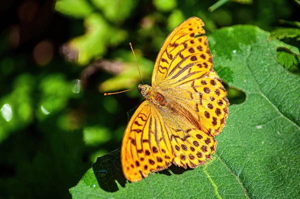Gros Plan Magnifique Papillon Orange Noir Avec Des Ailes Motifs — Photo