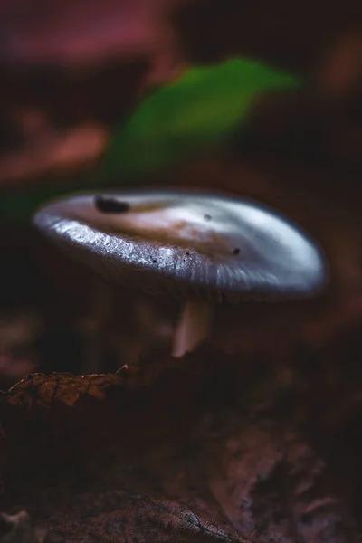 Egy Függőleges Közelkép Egy Gombáról Ami Őszi Levelekkel Körülvéve Földön — Stock Fotó