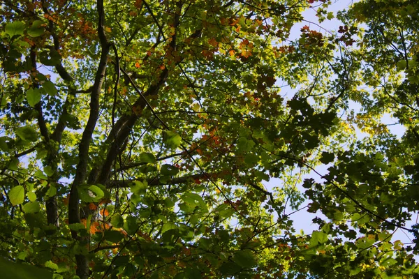 Low Angle Shot Tree Branches Sunny Day — Stock Photo, Image