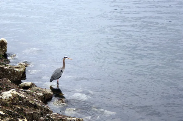 Grey Heron Ardea Cinerea Rocky Seashore — Stock Photo, Image