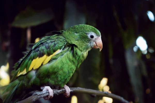 Detailní Záběr Papouška Modrou Korunou Thectocercus Acuticaudatus Usazeného Větvi Stromu — Stock fotografie