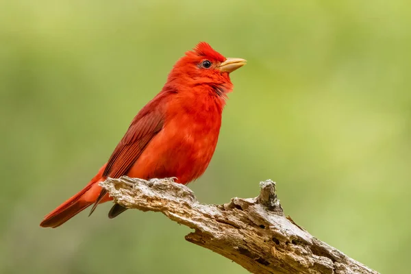 Gros Plan Oiseau Sur Une Branche Arbre — Photo