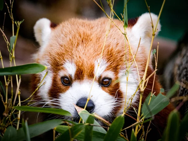 Egy Közeli Kép Egy Vörös Pandáról Ami Fűben Rejtőzik — Stock Fotó