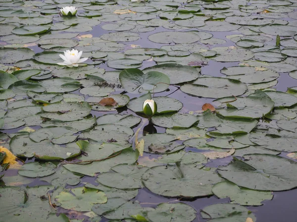 白い睡蓮と水生植物の美しいショット — ストック写真