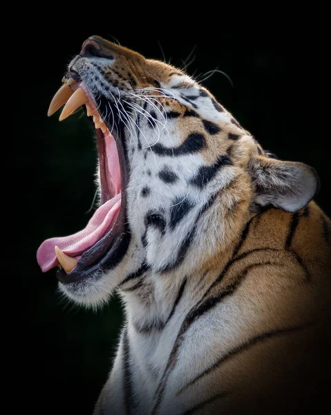 Disparo Vertical Tigre Salvaje Con Boca Abierta Sobre Fondo Oscuro — Foto de Stock