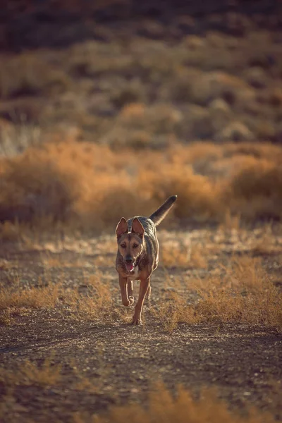 Çayırda Koşan Sevimli Bir Evcil Köpeğin Dikey Çekimi — Stok fotoğraf