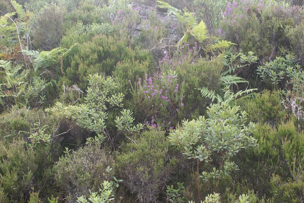スコットランドの山の中の植物や花の様々な — ストック写真