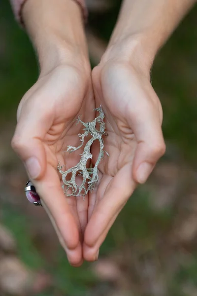 Closeup Shot Green Dry Artemisia Plant Human Hands — Stock Photo, Image