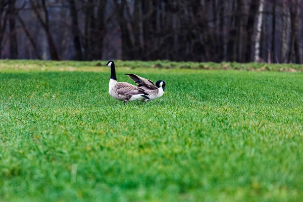 Een Paar Canadese Ganzen Foerageren Een Groenveld — Stockfoto