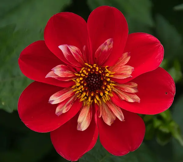 Primer Plano Una Flor Roja Fondo Borroso Verde —  Fotos de Stock