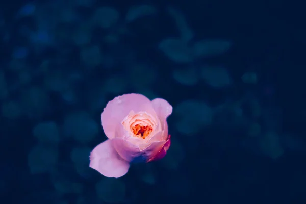 Ένα Κοντινό Πλάνο Ενός Ροζ Τριαντάφυλλου Στο Θολό Φόντο — Φωτογραφία Αρχείου