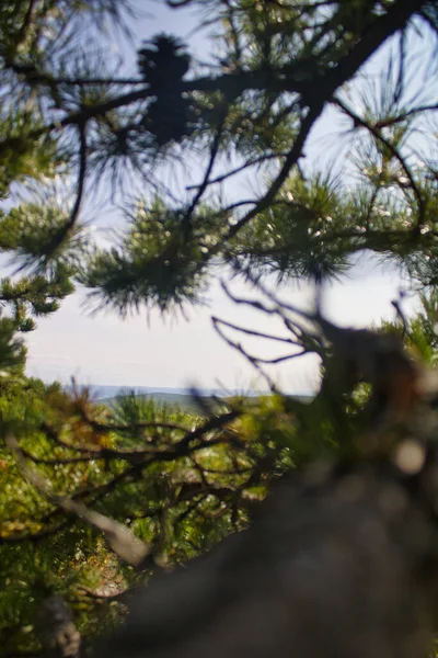 松の木の上のコーンの垂直ショット — ストック写真
