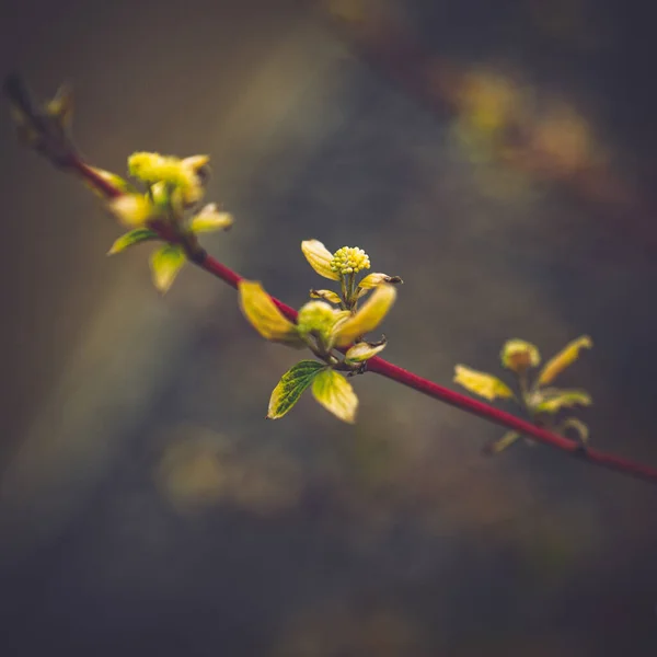 Gros Plan Bourgeons Floraux Sur Une Branche — Photo