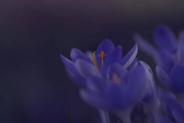 Erken Crocus Çiçeklerinin Gün Işığında Bulanık Arkaplanlı Bir Bahçede Yakın — Stok fotoğraf