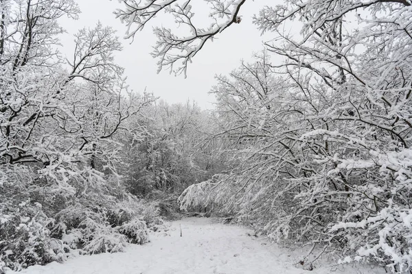 Beautiful View Snow Covered Trees Forest — Stock Photo, Image