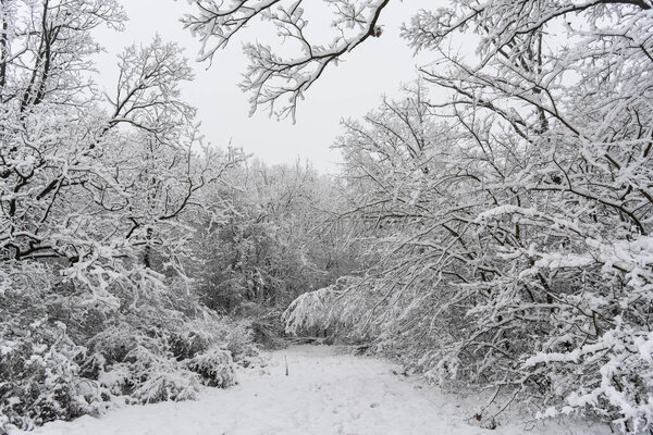 A beautiful view of snow-covered trees in the forest