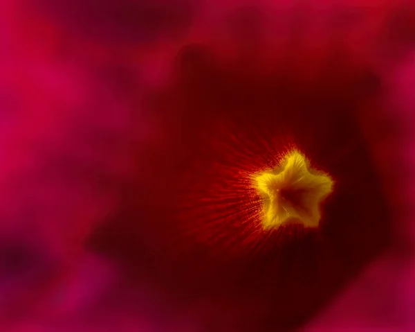 赤い花の内側のマクロフォーカスショット — ストック写真