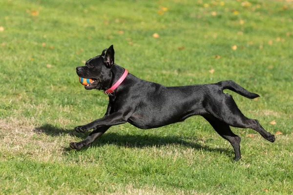 Een Close Van Een Franse Bulldog Labrador Rennen Springen Het — Stockfoto