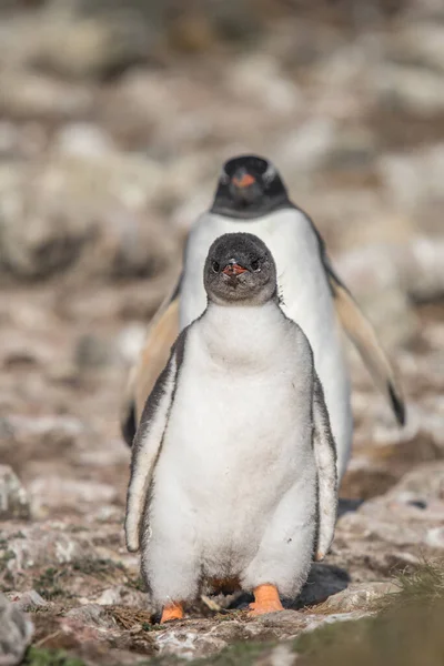 Eine Vertikale Aufnahme Eines Pinguinpaares Das Freien Marschiert — Stockfoto