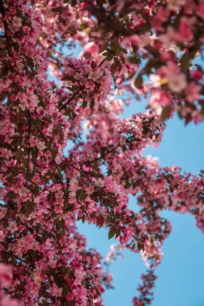 Vertikal Bild Blommande Rosa Körsbärsblomma Grenar Blå Himmel — Stockfoto