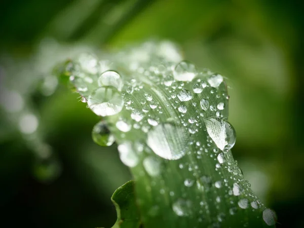 Selektiver Fokus Einer Grünen Pflanze Die Mit Wassertropfen Bedeckt Ist — Stockfoto