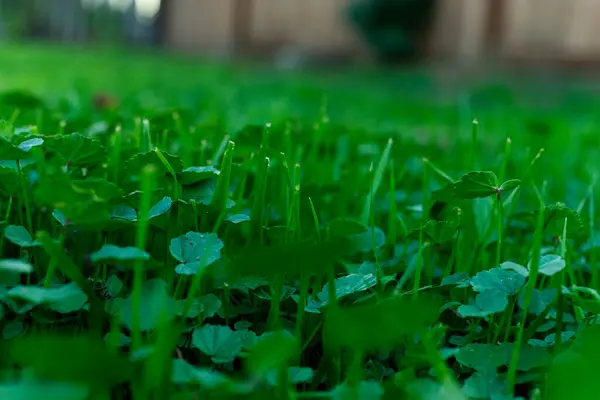 Крупним Планом Знімок Зеленої Трави — стокове фото