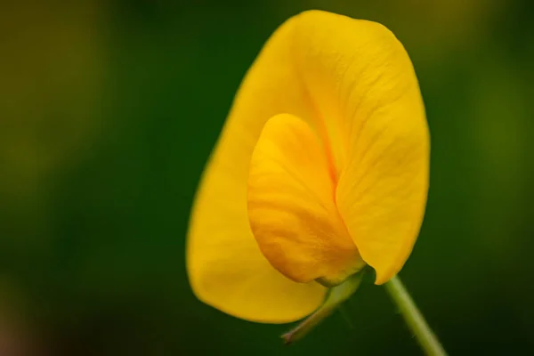 Pionowe Zbliżenie Żółtego Arachis Duranensis Rośnie Rozmytym Zielonym Tle — Zdjęcie stockowe