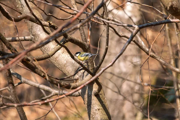 Beautiful Shot Great Tit Bird Perching Leafless Tree Twig Park — Stock Fotó
