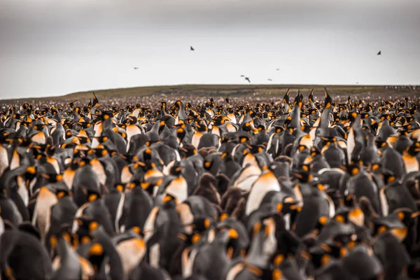 Letecký Pohled Velkou Skupinu Tučňáků Císařských Kerguelenových Ostrovech — Stock fotografie