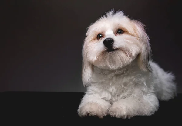Közelkép Egy Cuki Fehér Kutyáról — Stock Fotó