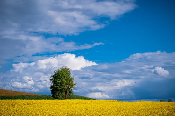 Uma Única Árvore Campo Colza Amarelo Sob Céu Nublado — Fotografia de Stock
