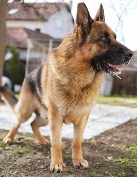 Bir Alman Çoban Köpeğinin Bir Şeye Huzursuz Bir Şekilde Baktığı — Stok fotoğraf